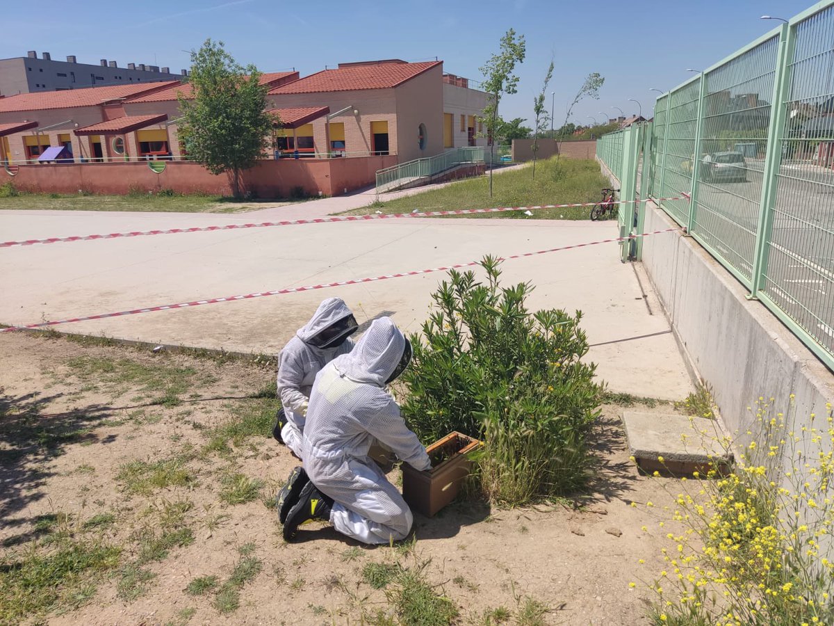 CEIPAgustinA's tweet photo. Hoy en nuestro patio de primaria, hemos descubierto una pequeña colmena de abejas, gracias a la rápida intervención de los bomberos 👨‍🚒 se ha podido quitar de inmediato. 👏👏👏👏 https://t.co/ZVqgLUScz1