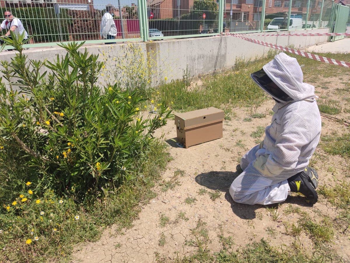 CEIPAgustinA's tweet photo. Hoy en nuestro patio de primaria, hemos descubierto una pequeña colmena de abejas, gracias a la rápida intervención de los bomberos 👨‍🚒 se ha podido quitar de inmediato. 👏👏👏👏 https://t.co/ZVqgLUScz1