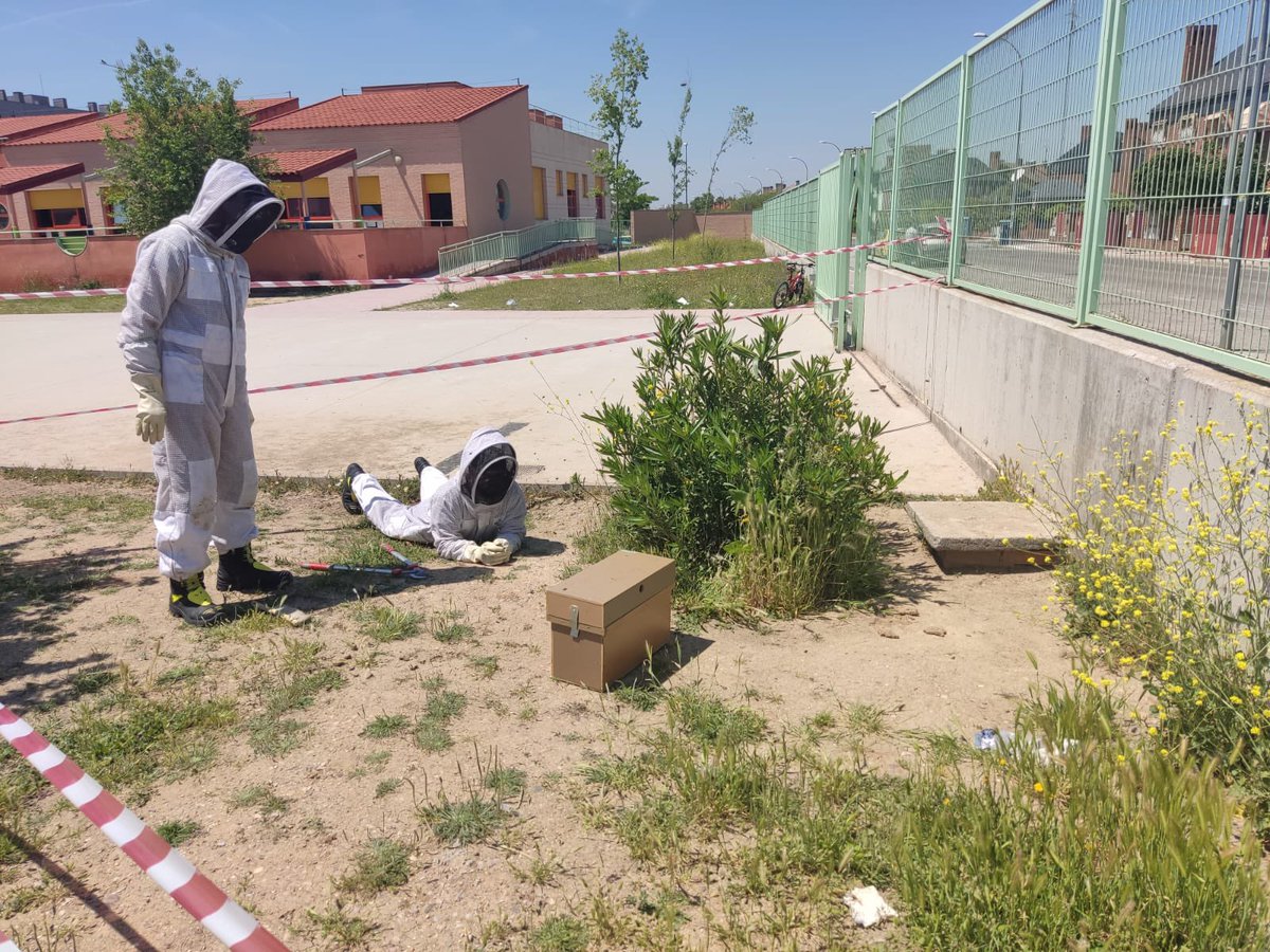 CEIPAgustinA's tweet photo. Hoy en nuestro patio de primaria, hemos descubierto una pequeña colmena de abejas, gracias a la rápida intervención de los bomberos 👨‍🚒 se ha podido quitar de inmediato. 👏👏👏👏 https://t.co/ZVqgLUScz1