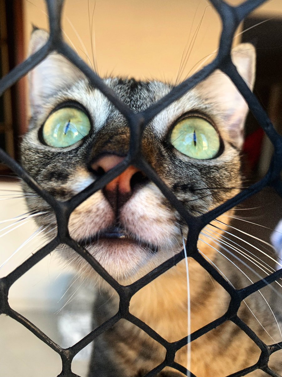 vtorg's tweet photo. Simplesmente minha gata me recebendo no portão: https://t.co/UfFYW1v9tn