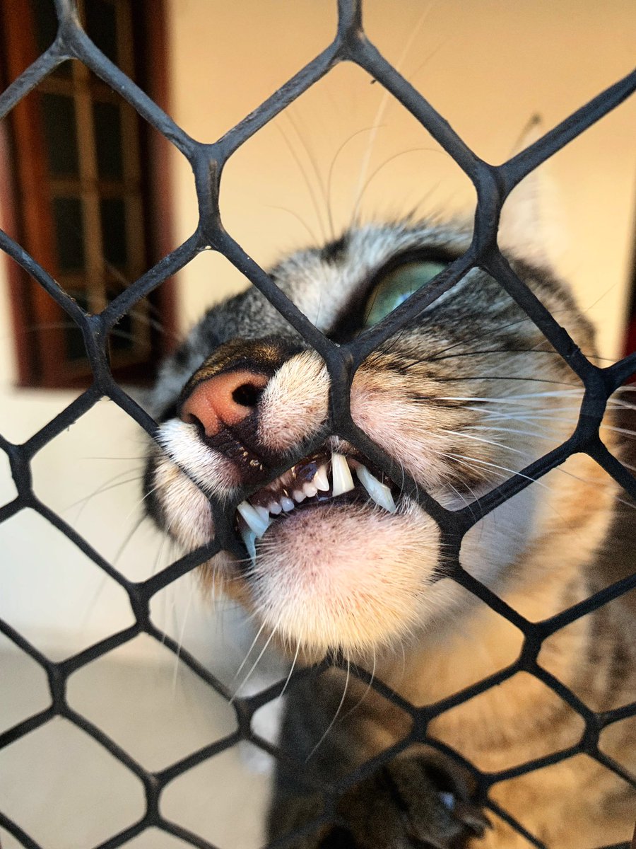 vtorg's tweet photo. Simplesmente minha gata me recebendo no portão: https://t.co/UfFYW1v9tn