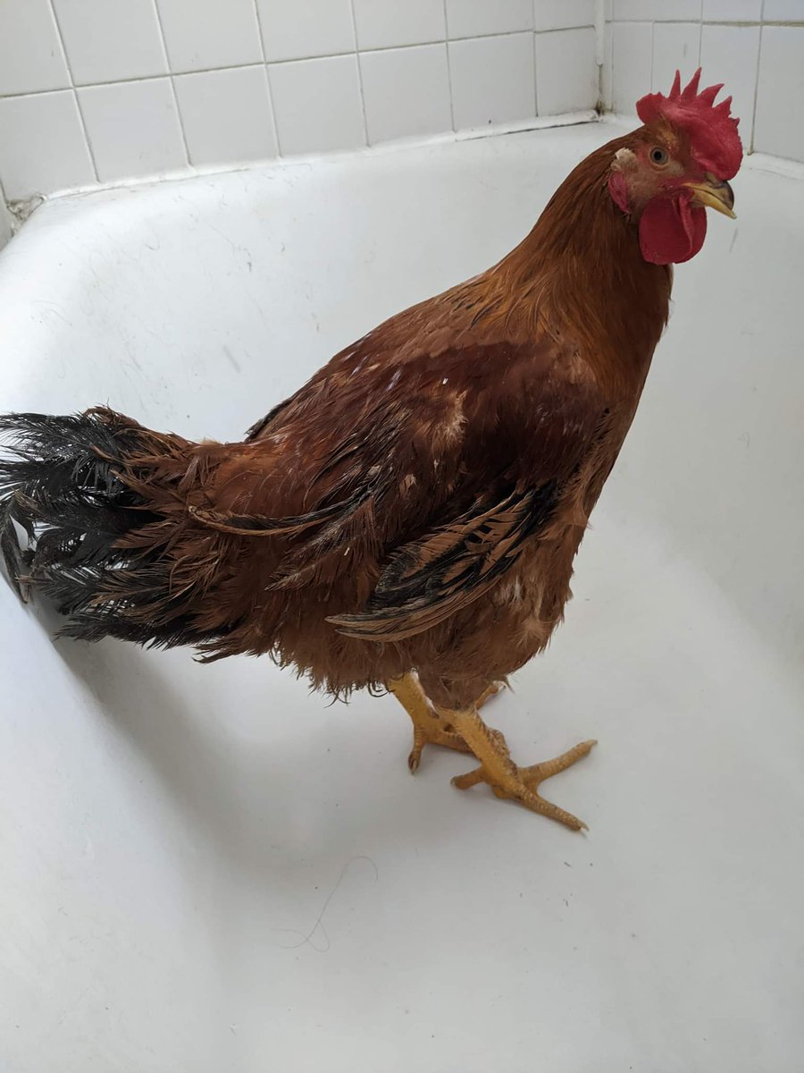 dead_laughter's tweet photo. On our morning dog walk through Humboldt Park, we came across a lost/abandoned chicken. Naturally, my wife picked it up and now there's a chicken in my bathtub https://t.co/LNEp8cP5WS
