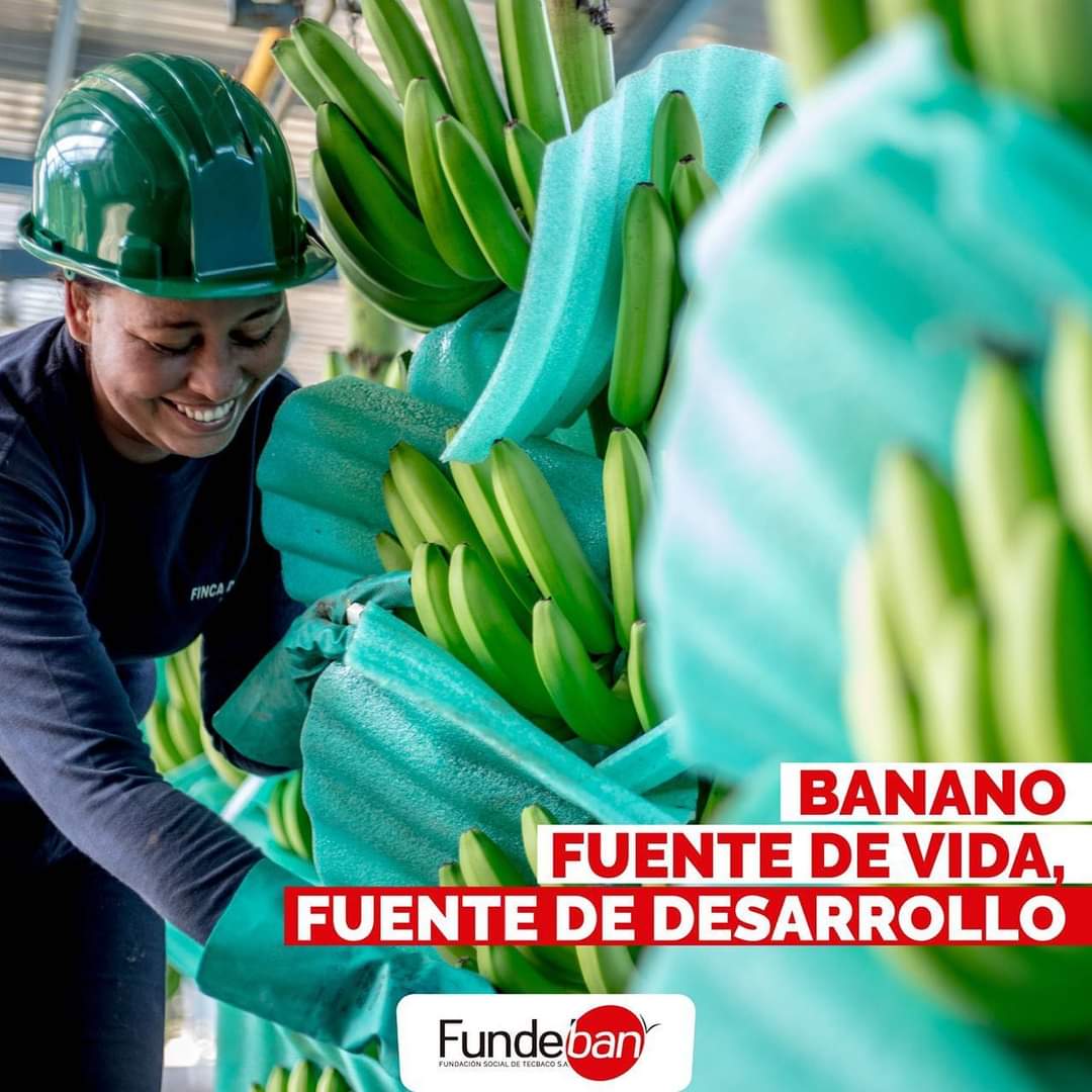 Fundebancomuni1's tweet photo. El Banano es vida; fuente de Desarrollo para nuestras comunidades. 🍃
En Fundeban, promovemos el Bienestar social, económico y ambiental de todas las comunidades donde #Tecbaco hace injerencia.
¡Seguiremos sembrando esperanza, y cosechando Bienestar!
#santamarta #zonabananera https://t.co/S0zCOPHsGm