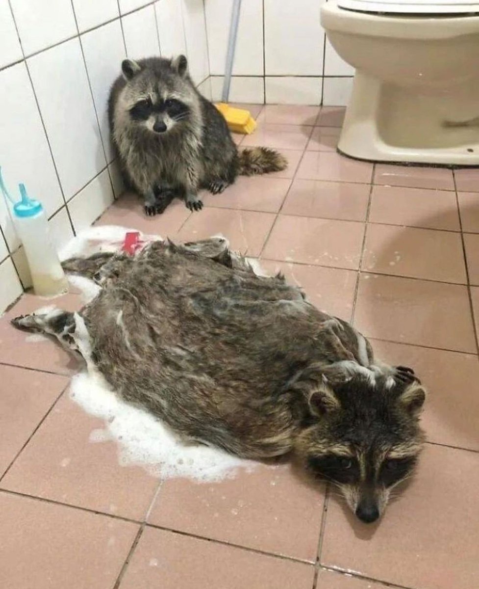 너부리생키 tweet media