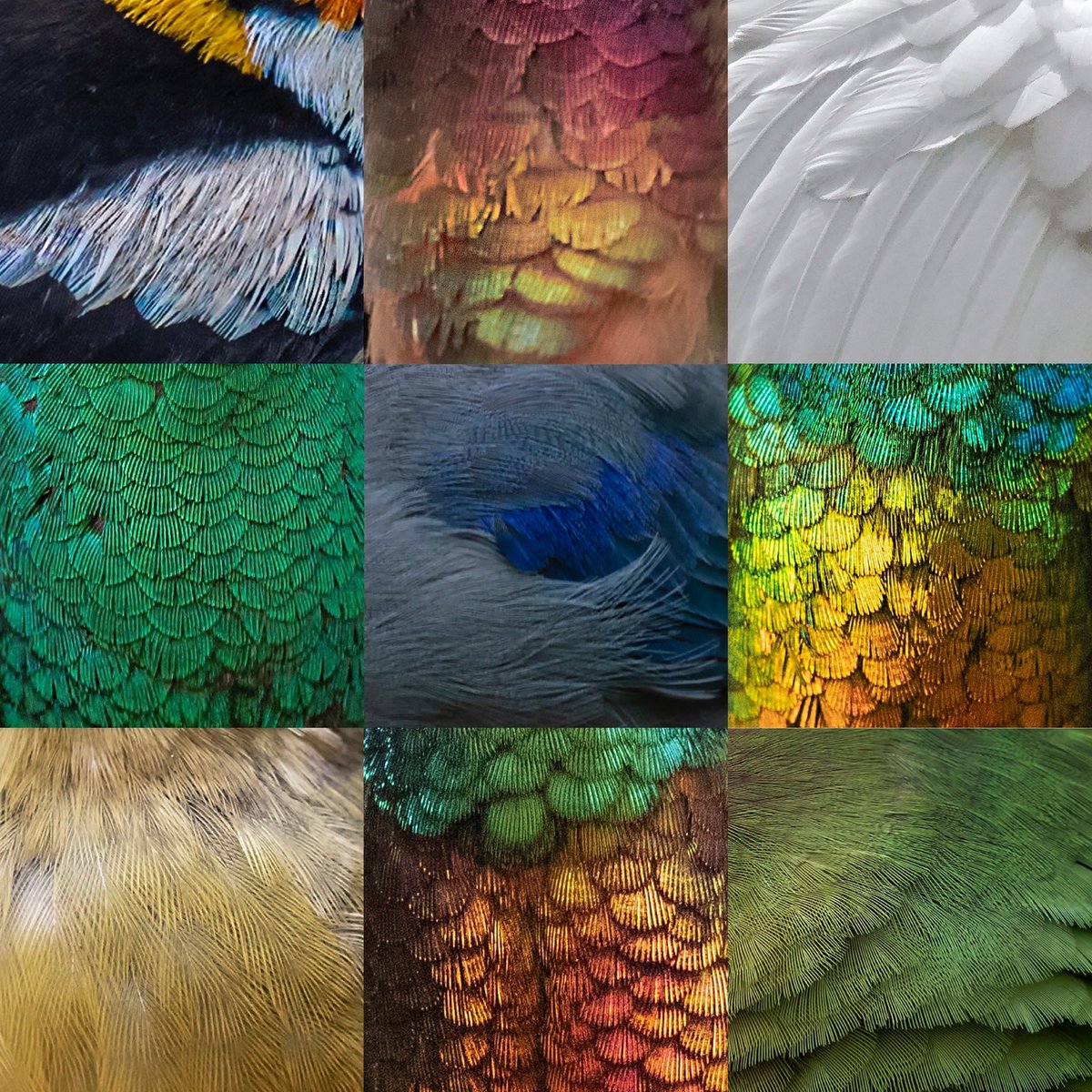 diegoetorres's tweet photo. Existe un día cuando todos nos ponemos de acuerdo a nivel mundial para hacer un conteo de aves, es el Global Big Day,cualquier persona puede participar informando que aves vió y donde en la plataforma de eBird este 14 de mayo,no se necesita ser experto y #CadaAveCuentaGBD2022 https://t.co/amUXPIpq1c