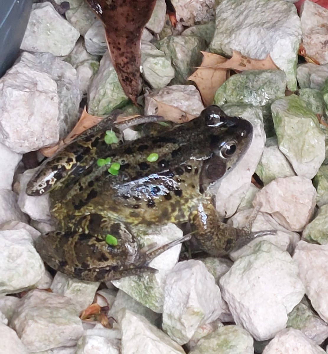 lizziebeth012's tweet photo. Frog enjoying the rain in my garden today. 
#Frogs #WildlifePhotography #WildlifeGarden #PondWildlife https://t.co/vkZPlbg12D