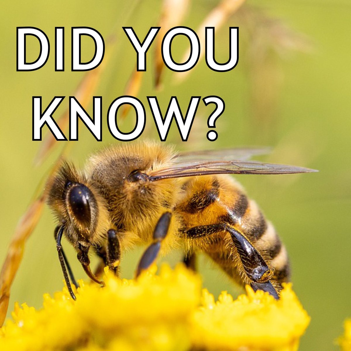 If you add up all the journeys made by the many bees needed to produce a jar of honey, it totals over 40,000 miles. That’s nearly twice round the world 🌍