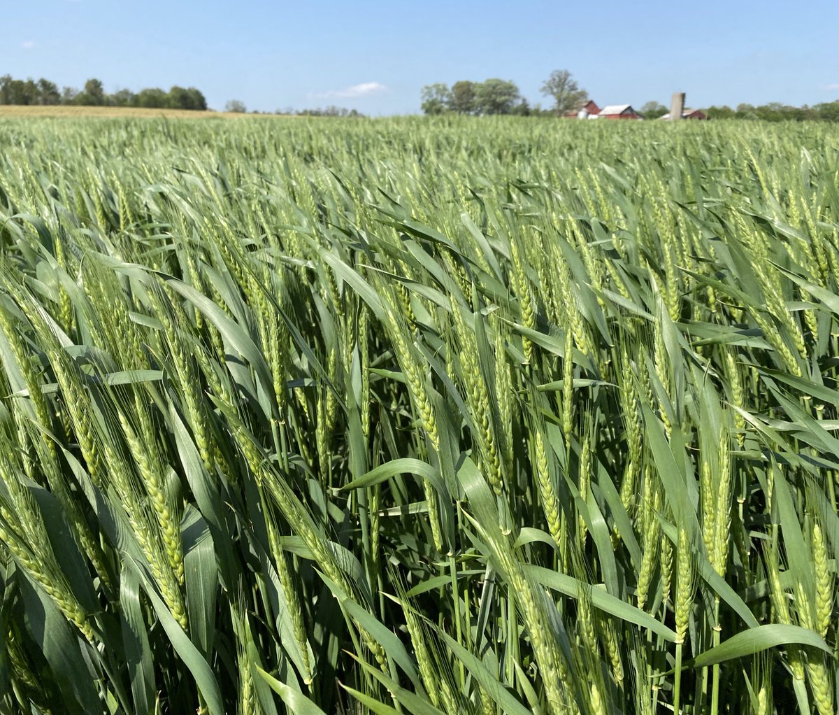 Putting the finishing touches on wheat and watching the beginning of this falls outcomes. SIL is coming to life! Exciting week <a href="/agrilytics/">Advanced Agrilytics</a> and honored to be an integral part of the life of these plants