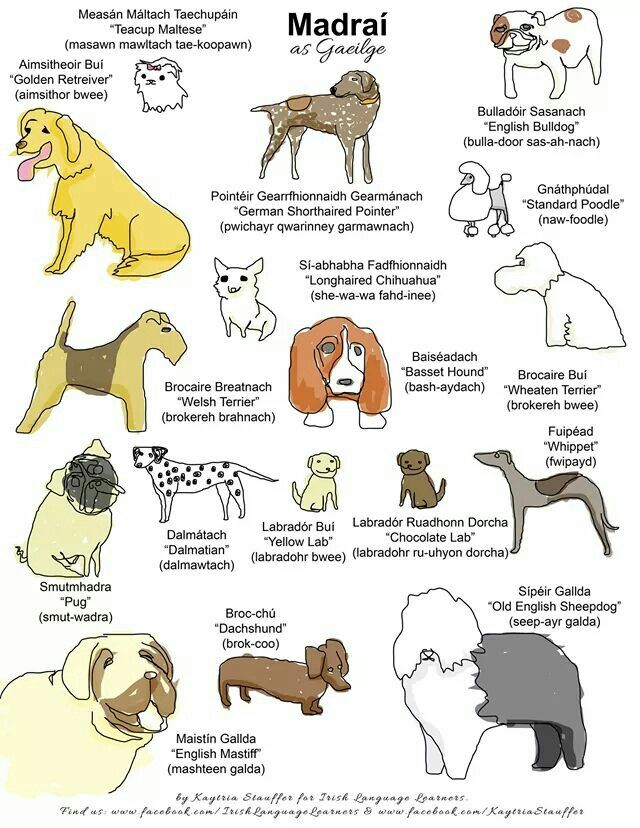 Seachtain na Gaeilge tweet media