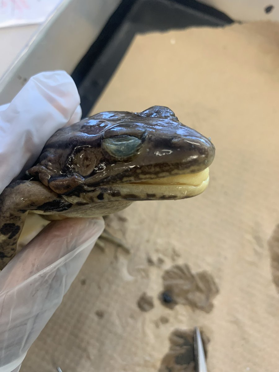 Jacinta Sarfo tweet media