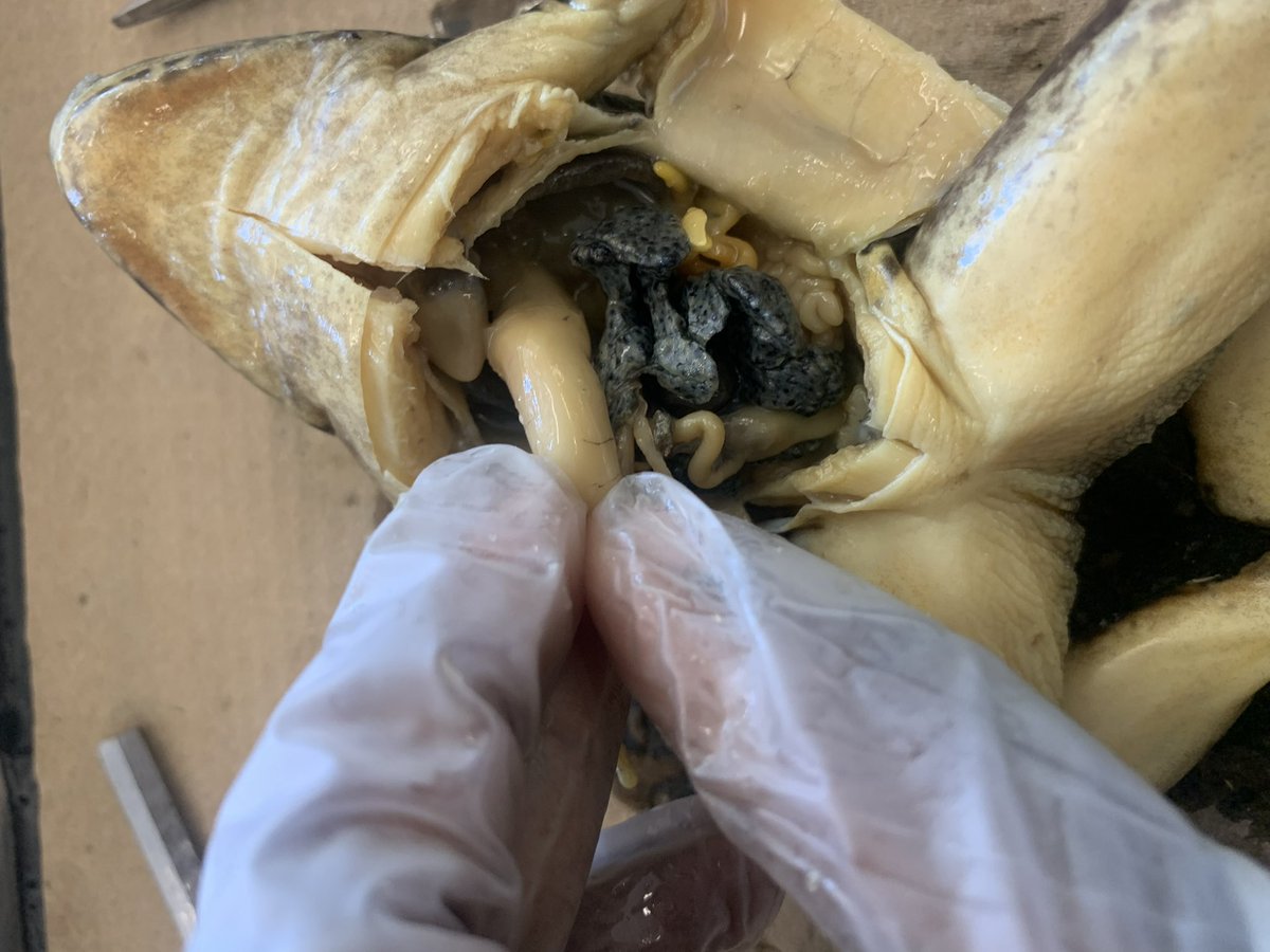 Jacinta Sarfo tweet media