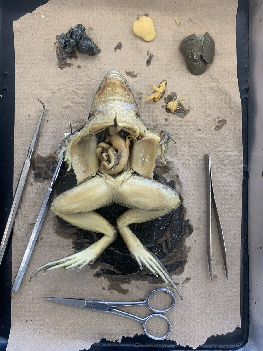 Jacinta Sarfo tweet media