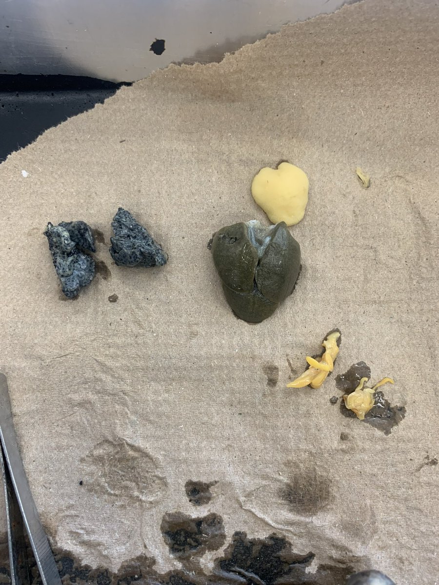 Jacinta Sarfo tweet media