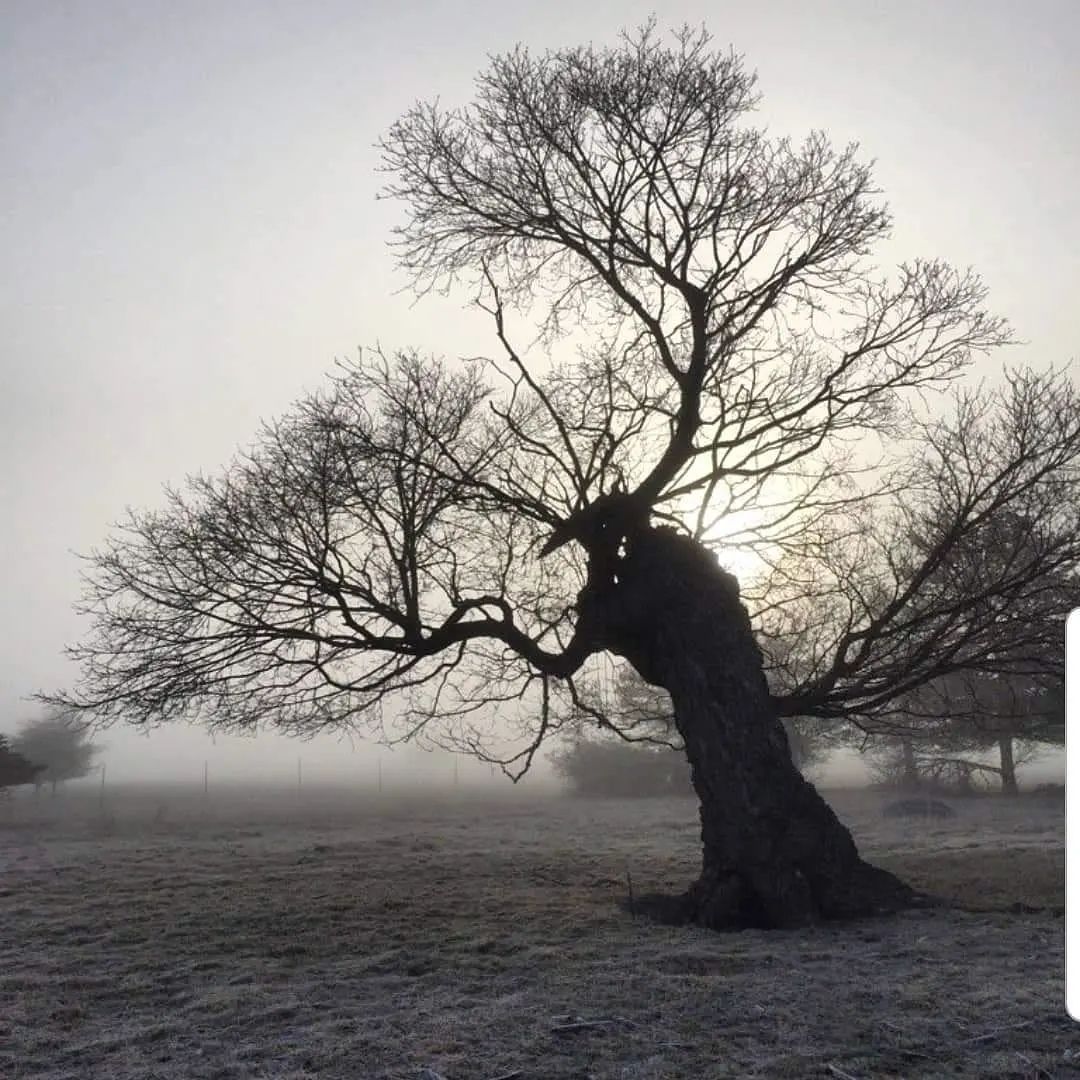TopsyFarms's tweet photo. #Change
The #LightningTree
I was once taller than the lighthouse
The daylight beacon for the high masted ships
Half a hundred years ago there was a storm
Electrical current from ground meeting it's opposite in the sky
Positive below
Negative high
The swirl of cloud &...1/6 https://t.co/qZ3n9woebA
