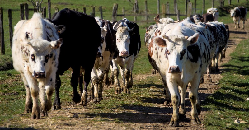 EUAgri's tweet photo. How does the #CAP contribute to animal welfare and antimicrobial use reduction?

By supporting investments in better housing conditions, feeding, and health management, and training for farmers.

New study on #AnimalWelfare ⤵️