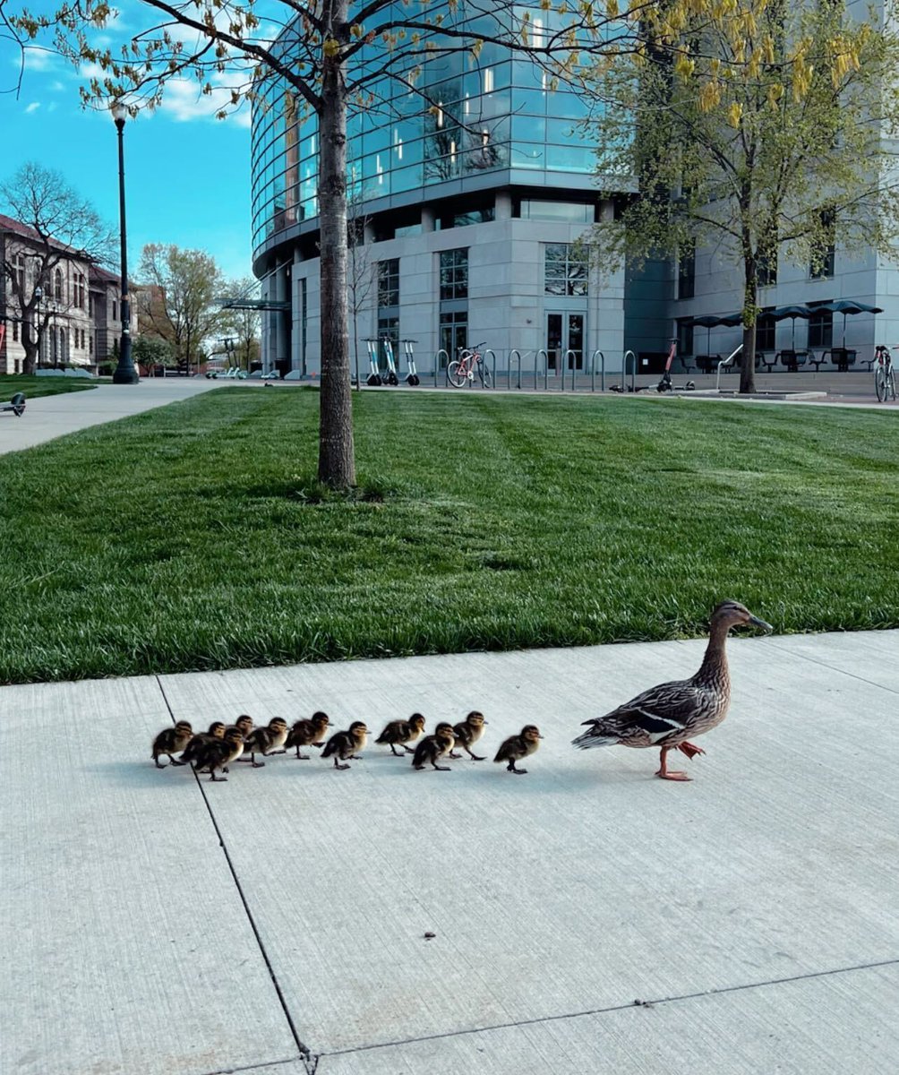 OhioState's tweet photo. Everyone loves a campus tour! 😁🦆

📸: j_habe (IG) https://t.co/x2GKluMq2H