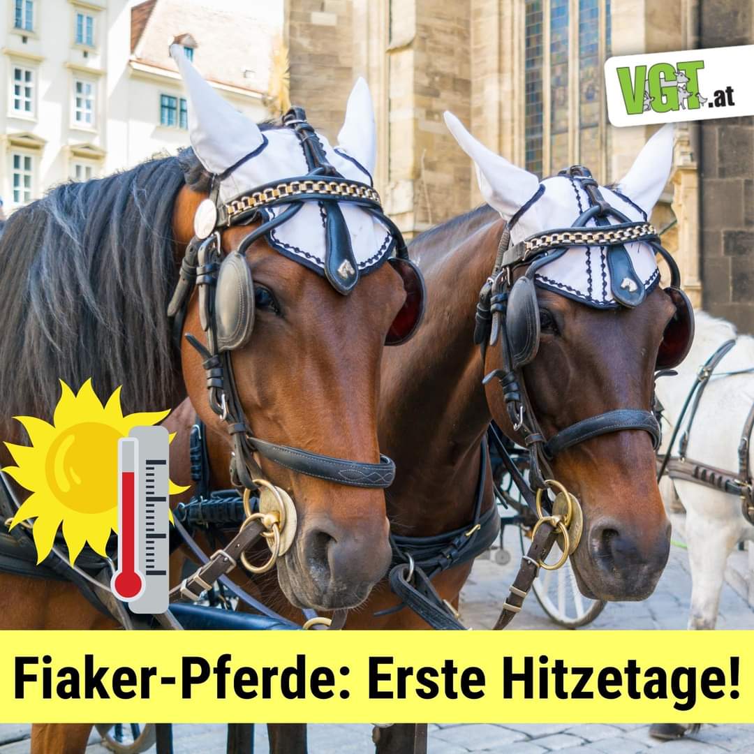 🌡#Hitze in der Innenstadt - Die #Temperaturen steigen heute auf fast 30 #Grad. Schon jetzt kann es in den Beton-Innenstädten gefühlt viel heißer sein. Für Pferde ist das eine Belastung.

Wir fordern "Pferde raus aus der Stadt"! 🚫🐴 !B