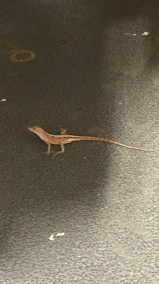 Alex Mortenson tweet media