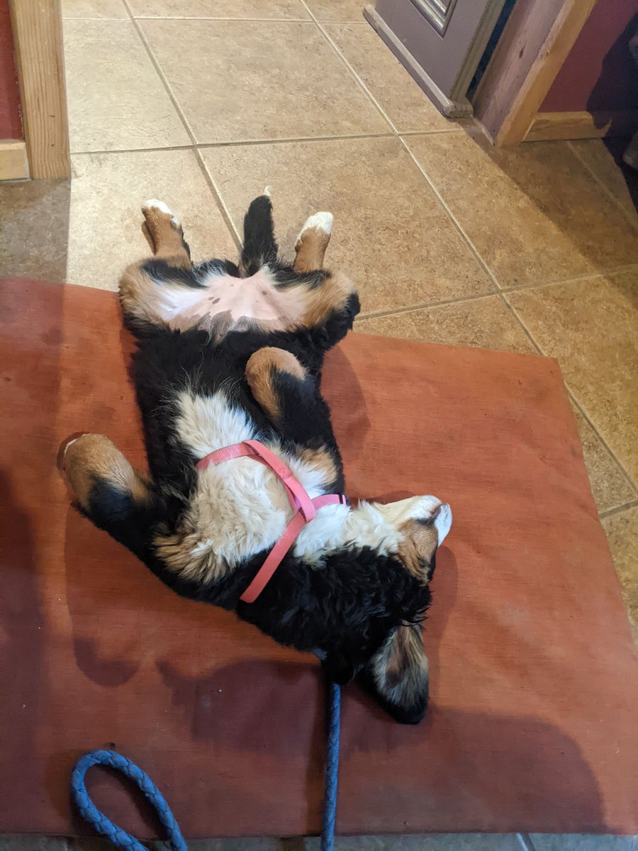 MTOnAir's tweet photo. A visual representation of how I'm feeling this #Wednesday morning. Just a few more cups of coffee and I'll be ok...
#bernesemountaindog #puppy #16weeksold https://t.co/h6vNgJWiZS