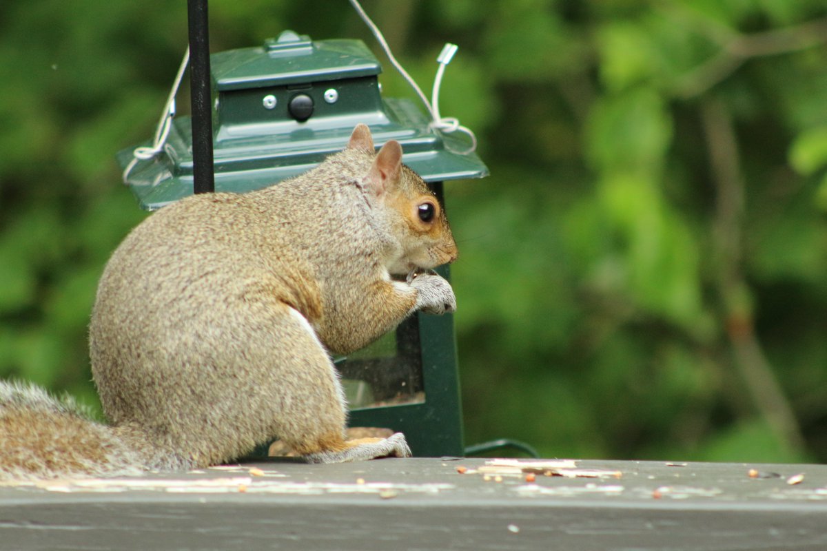 Apieceofheaven's tweet photo. Free Food! do you love squirrels? let me know in the comments :) #NaturePhotography #naturelovers #Squirrels #wildlifephotography #wildlife #WildlifeWednesday https://t.co/6INHRqbsqU