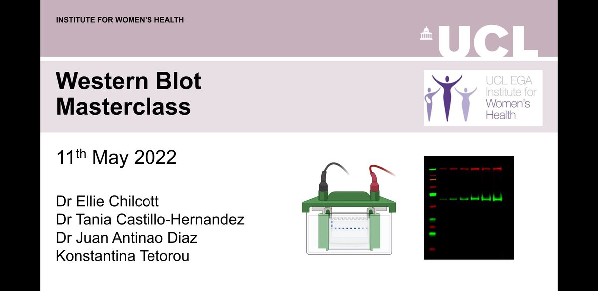 Great turn out today to the @UCL_IfWH #westernblot masterclass ran by the #ECRcommittee @TaniaCastilloH @jantinaod @konstantina_tet @DrAKBoyle @RickPrivolizzi Nandaki Keshavan. 3 day protocol in 3 hours!