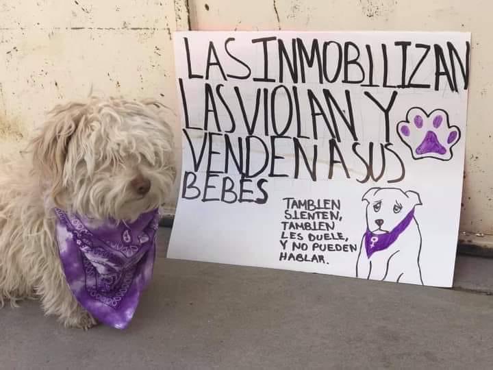 DiloConPerritos's tweet photo. Las perritas no son fábricas de cachorros 🚫 https://t.co/MeRqIiM06F