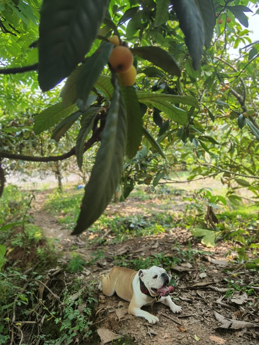 BulldogLovely's tweet photo. The dog walks into the loquat garden. https://t.co/RsoPp5kE9M