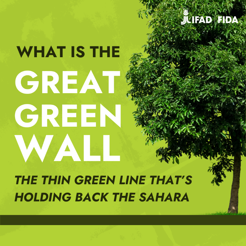 IFAD's tweet photo. When the Great Green Wall will be completed, the benefits will be felt across the Sahel and the whole world 🌱🌍
