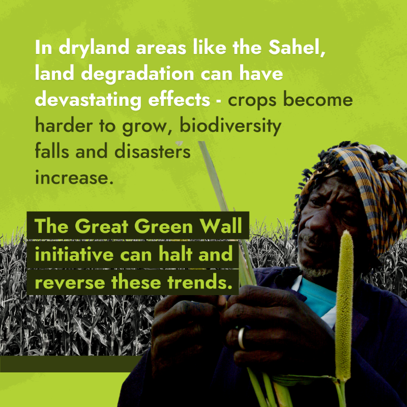 IFAD's tweet photo. When the Great Green Wall will be completed, the benefits will be felt across the Sahel and the whole world 🌱🌍