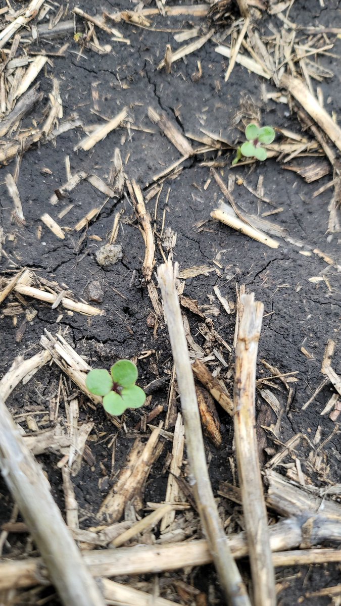 Time to get going.  Volunteer canola lookin nice an healthy