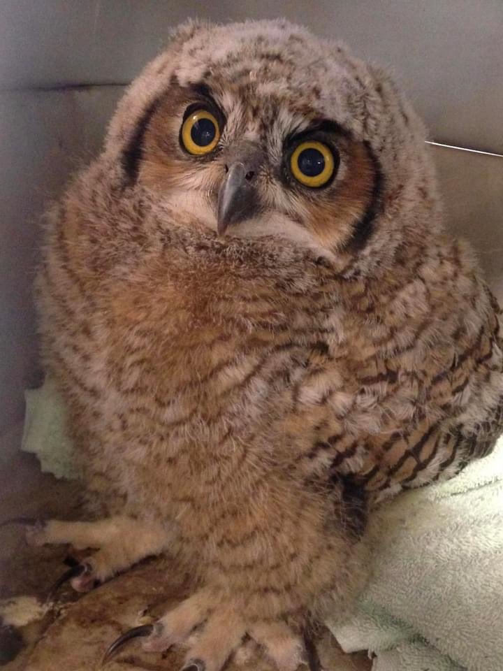azgfd's tweet image. It’s that time of year when we need to remember to leave baby wildlife alone - their mom is close by &amp;amp; you’re freaking her out 😆 

This little owl was “rescued” when it was actually fine &amp;amp; now has been removed from its mom and the wild. We know you mean well, but let them be 🙏