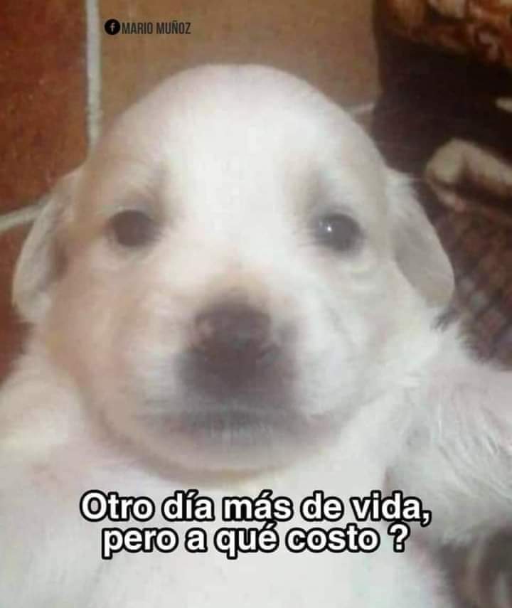 ElvisMoimoi's tweet photo. Como se antoja un descansito eterno en estos momentos https://t.co/zsMLdQiHcQ