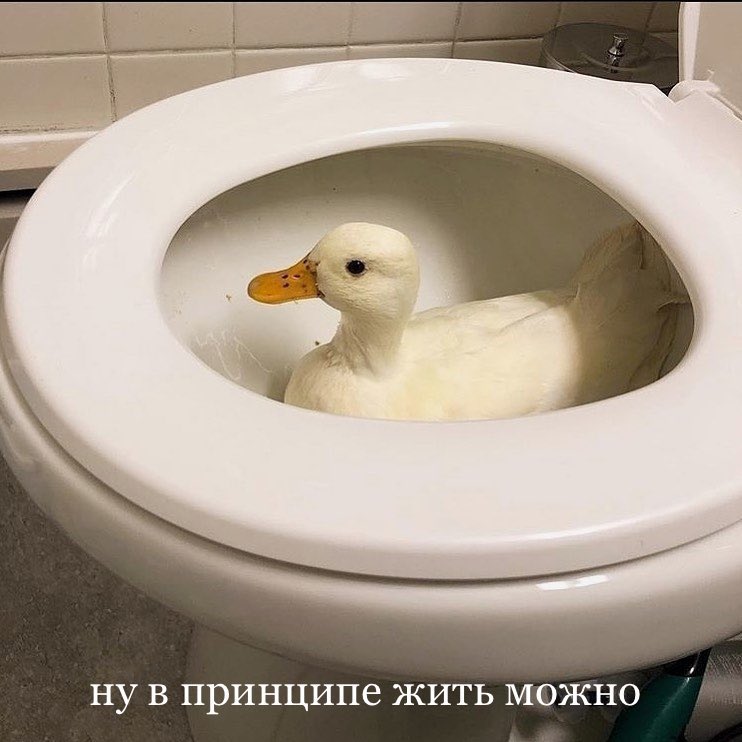 ГРЕТЧ tweet media