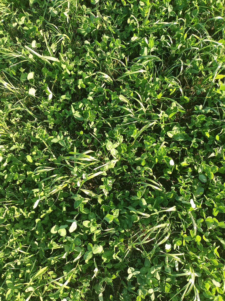 Mown 13 days ago, 2nd cut is on its way at least. 5mm rain today to help it along, was starting to test the drought tolerance of red clover