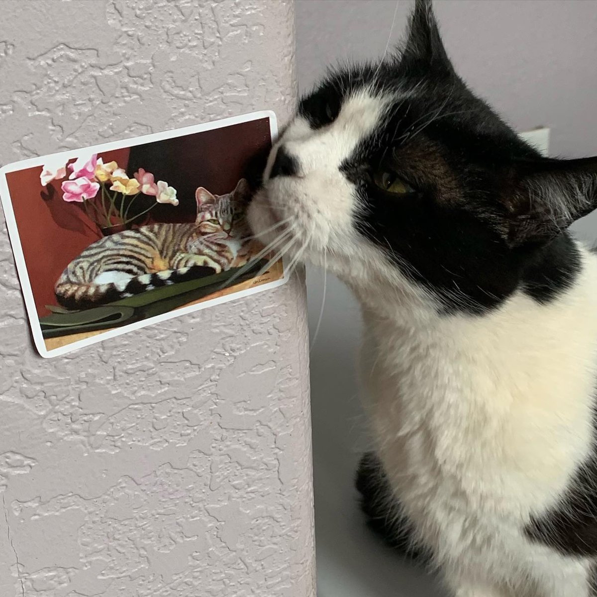 Another happy customer! Ricky thinks my “Mia” vinyl sticker is just purrrfect! All proceeds from “Mia” prints and merchandise benefit thespayedclub thanks for sending randyhoman #miathecat #originalart #oilpainter #catportrait #catstagram #tabbylove #purrfect #adoptdontshop #