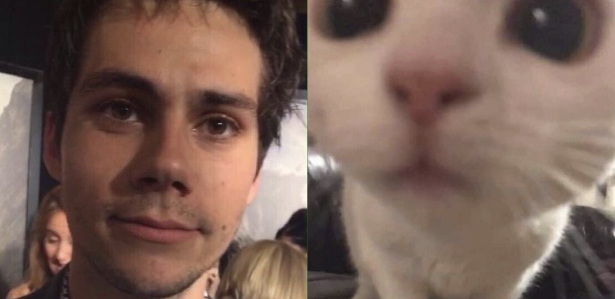 dylanthinkerr's tweet photo. dylan o'brien as a little kitty. https://t.co/webxYOBAmt