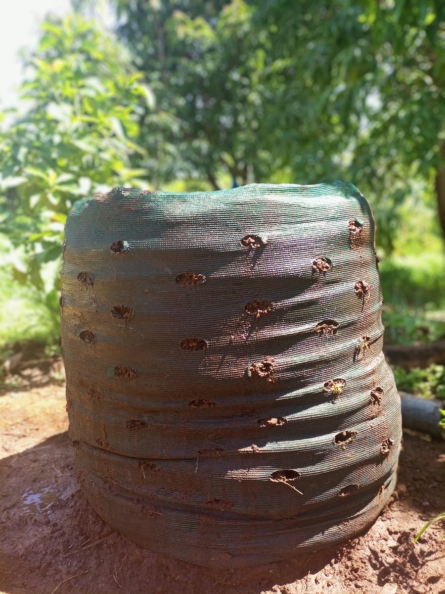 WakulimaNiSisi's tweet photo. Today we set up this sack garden hoping to plant spinach and kales and start harvesting in a month's time. 
@KilimoSasa 
@WakulimaNiSisi 
@Youth4NoHunger https://t.co/aENDDjgPip