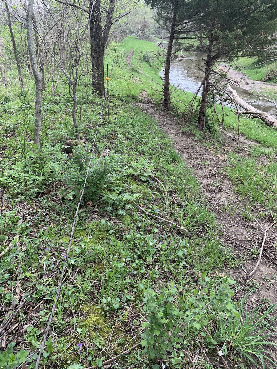 SammyHoeger's tweet photo. What do you do when it’s to wet to get into the field to plant corn 🌽 you get on pasture fences done &amp; cattle turn them out then work on the fences in the other pasture #mayisbeefmonth #beef #agriculture #BeefMonth https://t.co/PB774ezw4R