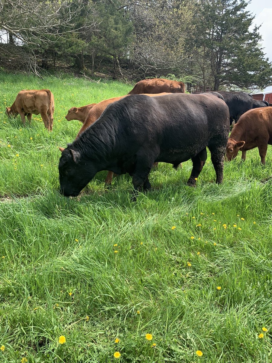 SammyHoeger's tweet photo. What do you do when it’s to wet to get into the field to plant corn 🌽 you get on pasture fences done &amp; cattle turn them out then work on the fences in the other pasture #mayisbeefmonth #beef #agriculture #BeefMonth https://t.co/PB774ezw4R