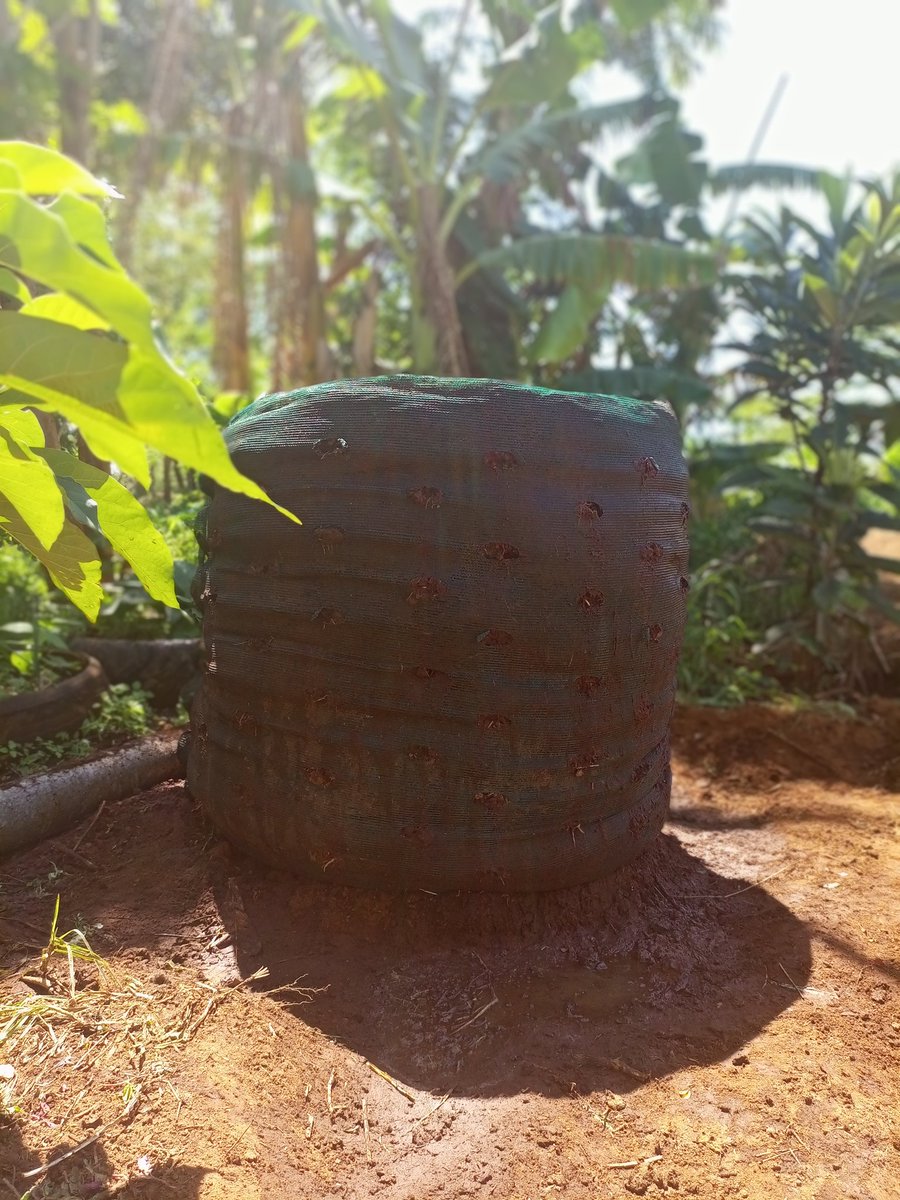 WakulimaNiSisi's tweet photo. Today we set up this sack garden hoping to plant spinach and kales and start harvesting in a month's time. 
@KilimoSasa 
@WakulimaNiSisi 
@Youth4NoHunger https://t.co/aENDDjgPip
