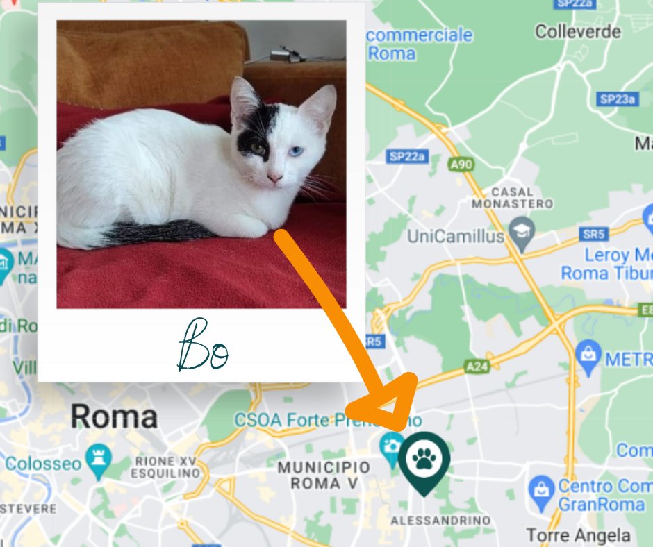 ricompensa's tweet image. offresiricompensa.it/index.php?page…
#roma #smarrito #gatto