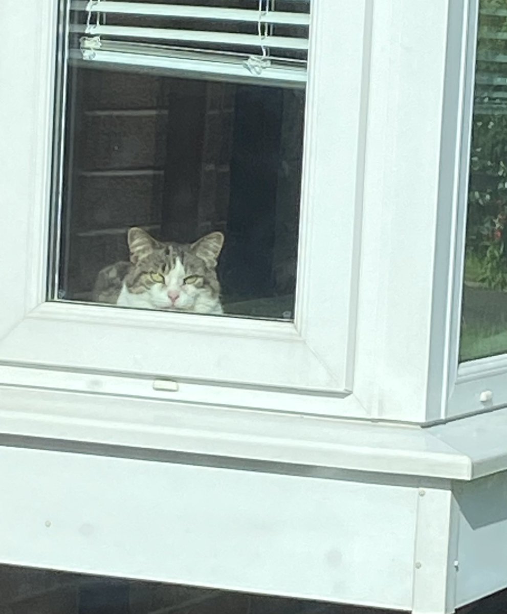 carol199's tweet photo. Waiting for me when I came home from work…❤️ #Tabitha #BestKitty #WelcomeHome https://t.co/pmufBdAPiz
