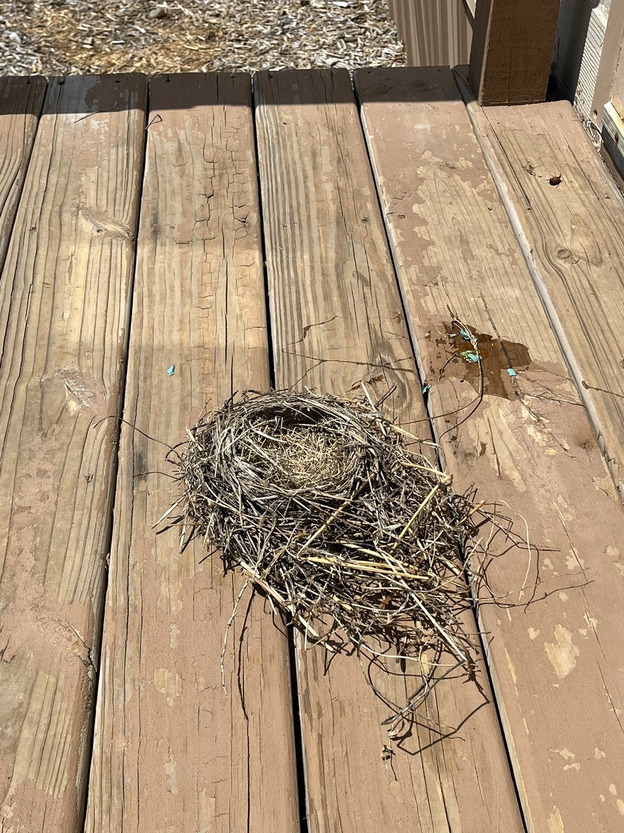 NLonowski's tweet photo. 😔 update: It was a little breezy out. Today’s lesson: Mother Nature can be pretty cruel! #ripbabykaren https://t.co/Sgp4omF4B1