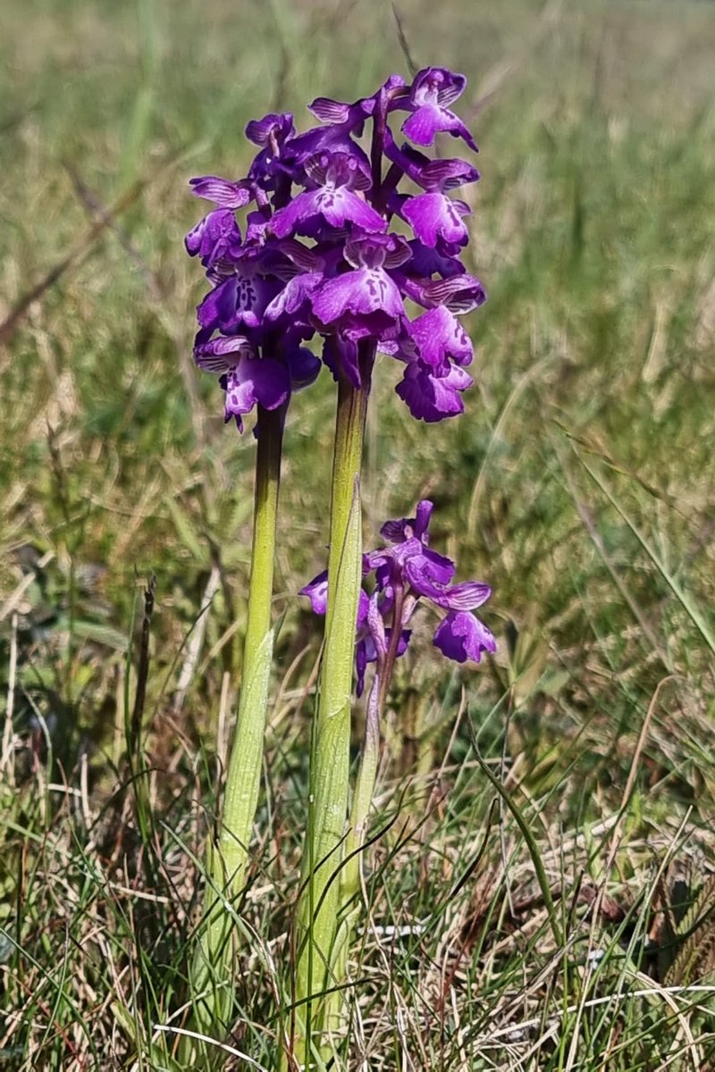 Deze #orchidee doet het goed op de leidingenstrook in het havengebied van #Rotterdam. Op een relatief droge, kalkrijke en voedselarme bodem, met een beheer van 1x per jaar maaien in het najaar.
Harlekijn Anacamptis morio
#havennatuur