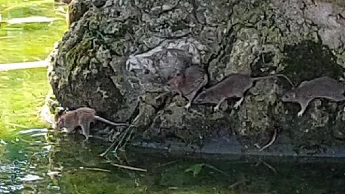 PalermoToday's tweet photo. Giardino Inglese invaso dai topi, Gelarda: "Laghetti stracolmi, intervenire immediatamente" https://t.co/4q8PTQ7WIW https://t.co/eGEH0FhHA7