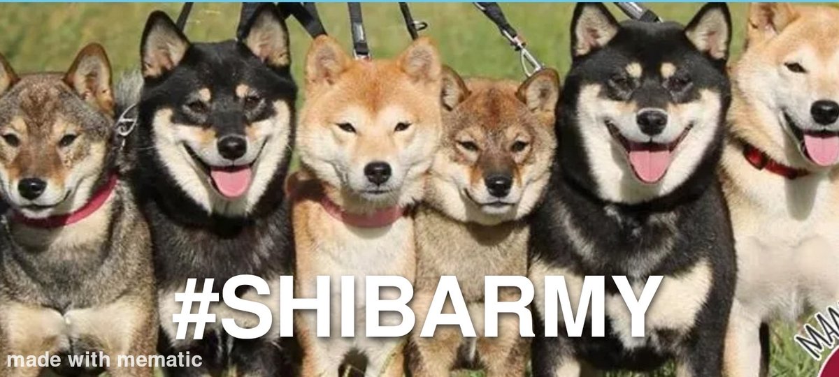 vwren2015's tweet photo. #SHIBARMY 
#SHIBARMYSTRONG 
#buythedip https://t.co/BdqHPR5goc