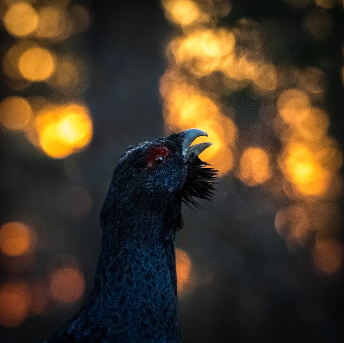 TheSwedishSaga's tweet photo. Tonight the Super Trouper
Lights are gonna find me
Shining like the sun
Smiling, having fun
Feeling like a number one
Super Trouper, ABBA
#Capercaillie #sunrise #NaturePhotography #LittleSaturday #Sweden https://t.co/I8TbobfcrS