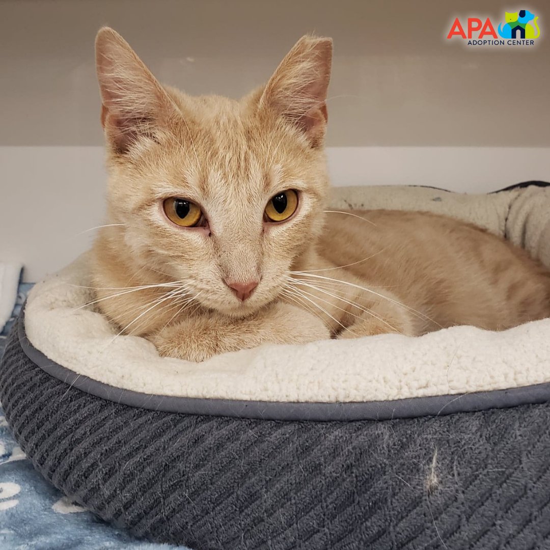 APAofMO's tweet photo. Bailey is a beautiful buff-colored boy looking for a new family to love him. He is one year old and super sweet. Bailey can be a little shy at first but is quick to warm up to new friends.
For more info, visit: https://t.co/e58kBYtTZI.
#APA #APAMO #AdoptDontShop #Cats https://t.co/GiLKuO2Wo5