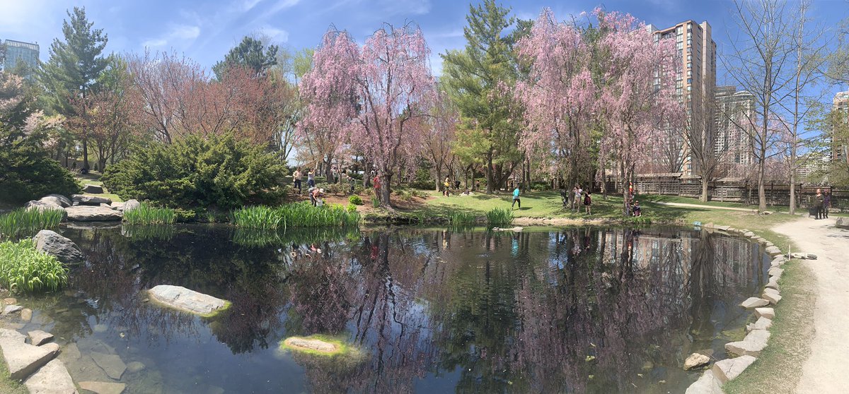 Cherry blossom time in the city. Happy 40th Anniversary to our sister city Kariya Japan!