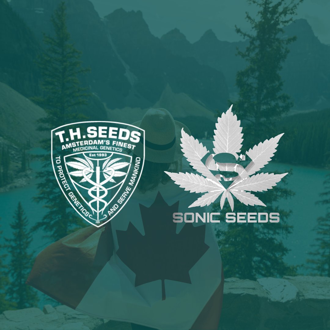 KloneticsInc's tweet photo. The gene pool in Canada just got a little more legit.
T.H. Seeds (Amsterdam) and Sonic Seeds (U.K.) will both be available soon to Canadian licensed producers exclusively via Klonetics.

#cannabisgenetics #THSeeds #SonicSeeds #comingsoon #klonetics #kloneticsHQ #strainsfordays https://t.co/Q2gHYPYaj6